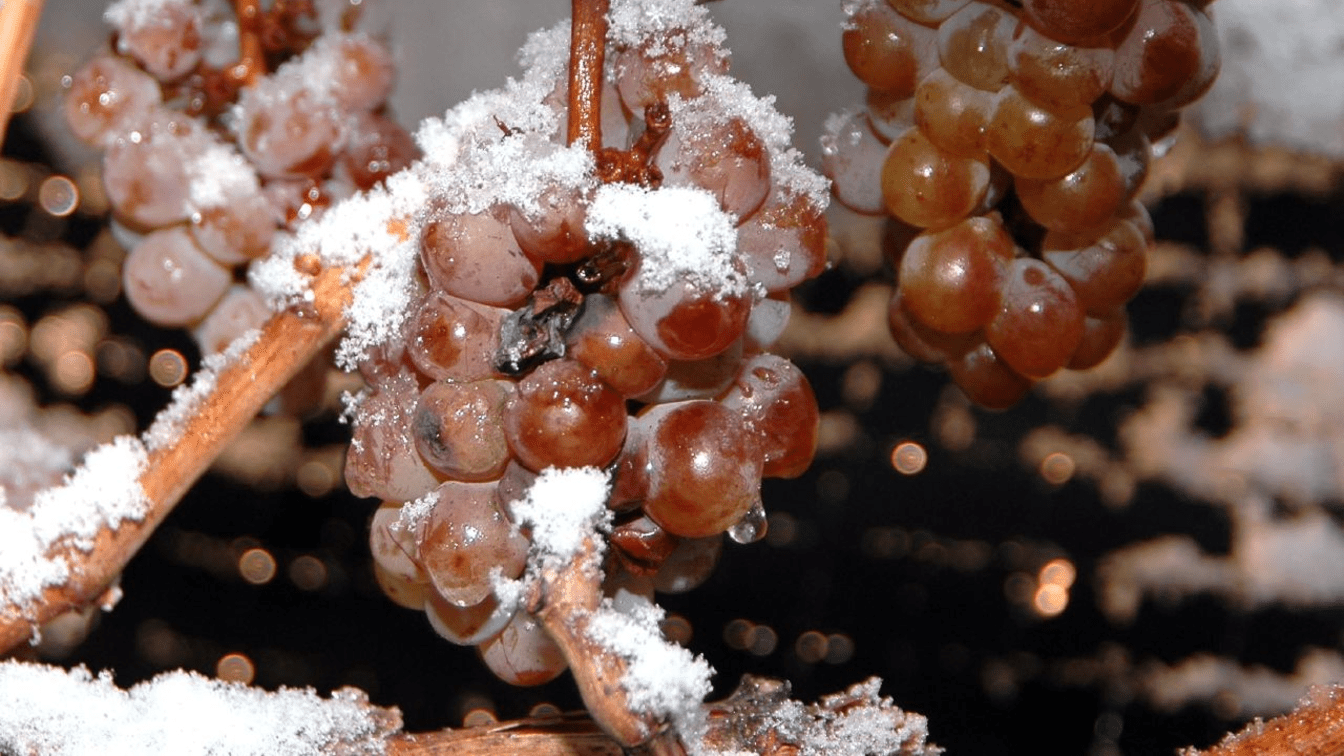 What is Icewine